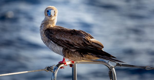 The Last of the Red-Footed Boobies